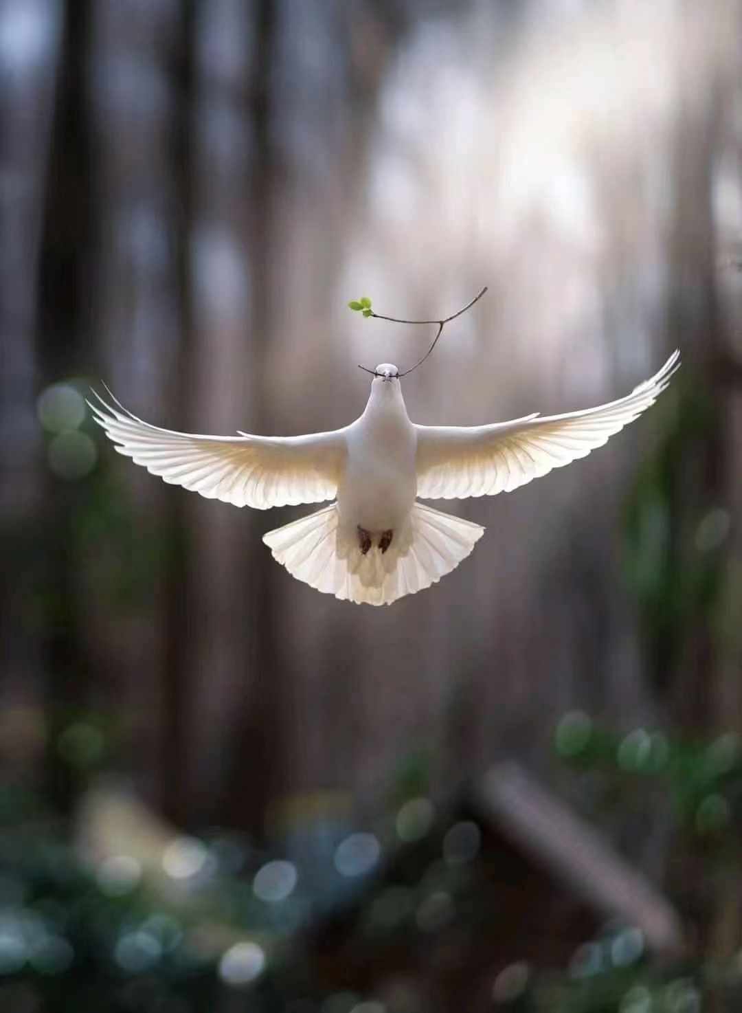 教宗关于圣神的要理讲授：信德使我们脱离恐惧，死后并非一切都结束（10月16日）